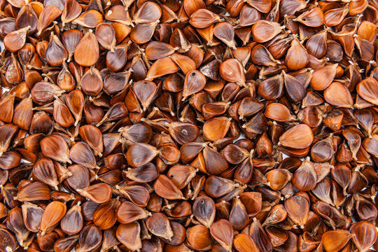 بذور الزان - Beech Nuts