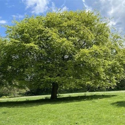 شجرة الزان - Beech tree